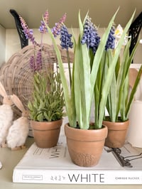 Image 1 of SALE! Potted Spring Flowers ( 3 Options )