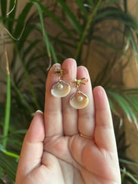 Image 1 of clamshells 