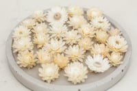 60 Strawflower Heads - Ivory/off White 