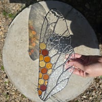 Image 3 of Bee Wing