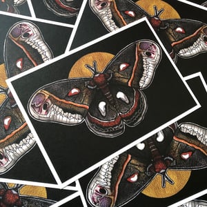 Image of Moth and Moon