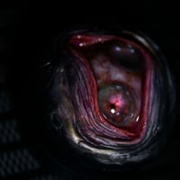 Image 12 of The incredible Double Iris Spice Grinder OAAK