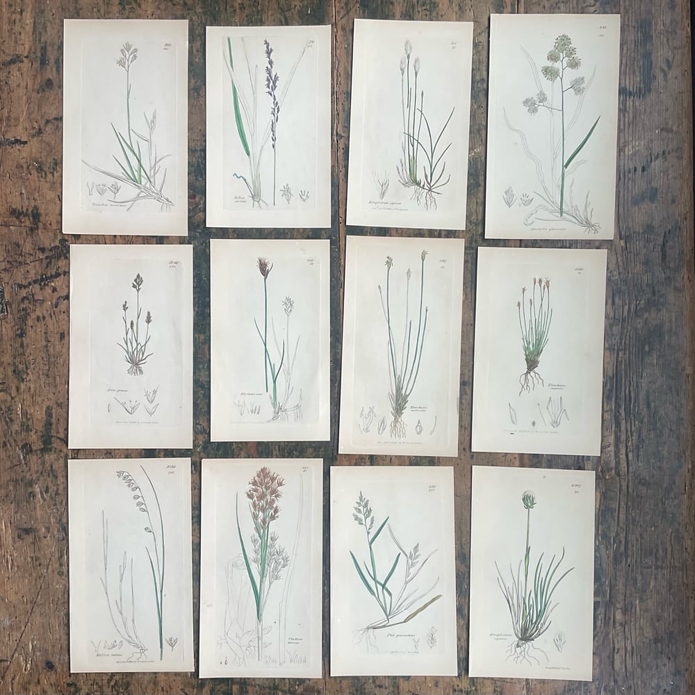 Image of Botanical Pictures group no,2