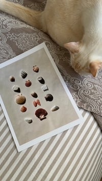 Image 2 of Seashells Print