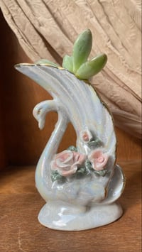 Image 1 of Ghost Plant in White Swan