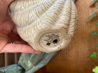 Image 3 of Baby Sun Rose in Glazed Shell Pot