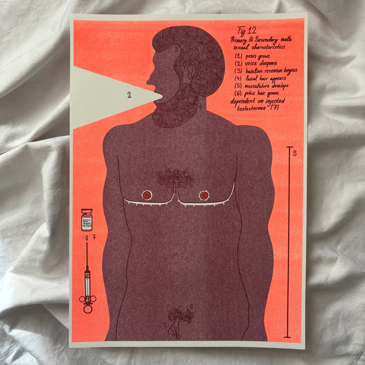 Image of Male Hormones Riso Print