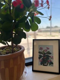 Image 2 of Euphorbia Study