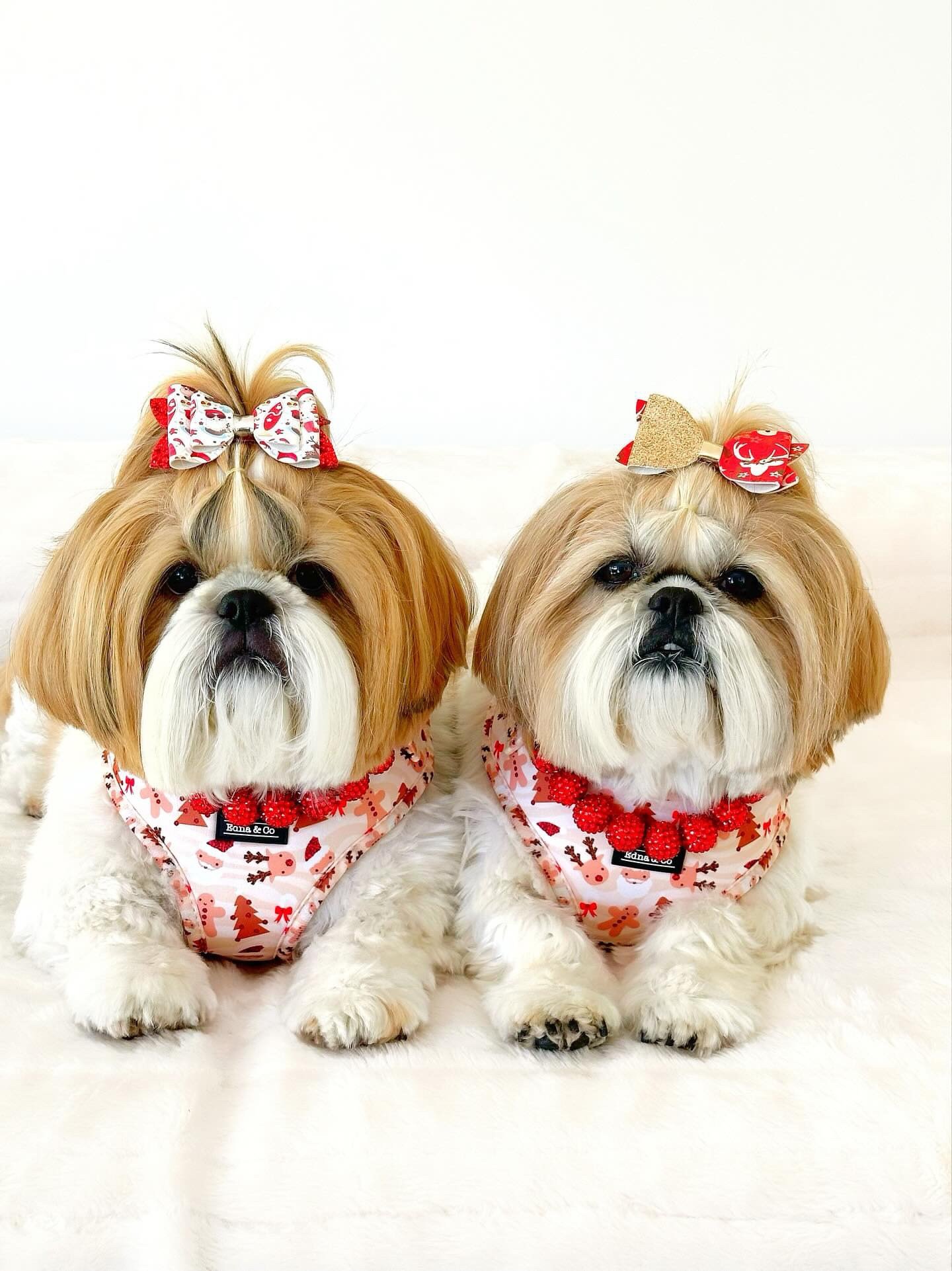 Image of Paws & Presents Christmas Harness Collection