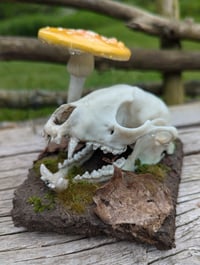 Image 2 of ALACRITY - Raccoon Skull Diorama *Faux Skull*