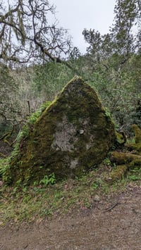 Image 5 of Enchanted Forest perfume