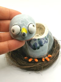 Image 2 of Pigeon 3