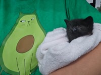 Image 1 of avoCATo t-shirt 