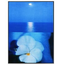 Image 5 of PANSY - BLUE SEA 
