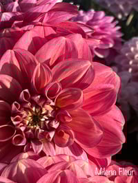 Image 1 of Milena Fleur - Decorative Type 