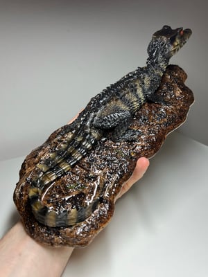 Dwarf Caiman Diorama 