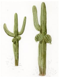 Image 2 of “Cactits” Print