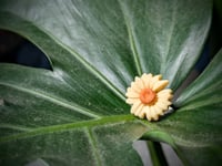 Image 3 of Sunflower Rings