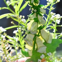Image 1 of Foxglove brooch - yellow
