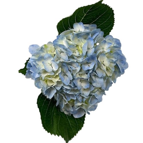 Image of Showcase Bouquet