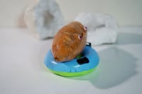 Image 4 of Sweet Potato on a Pool Floatie