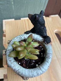 Image 4 of Coppertone Stonecrop in Black Bear Holder