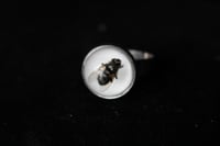 Image 2 of Dead Good dead Fly ring