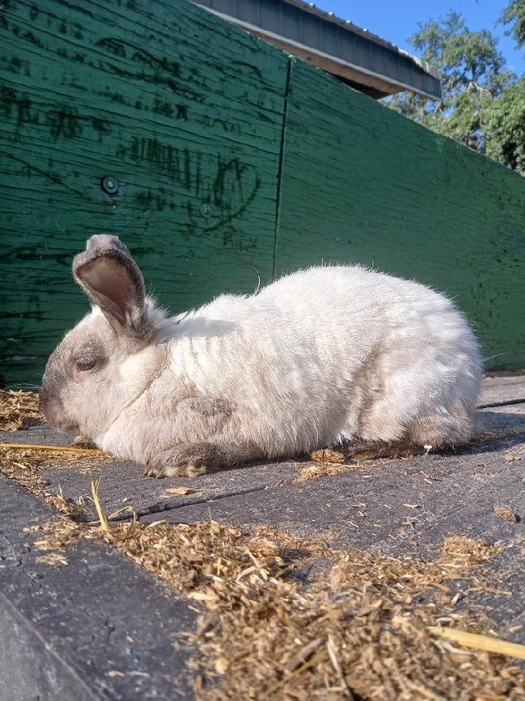 Image of Sammy (F) In Orlando