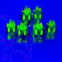 Image 4 of CollectedCon 26 Lemon Burst Spark