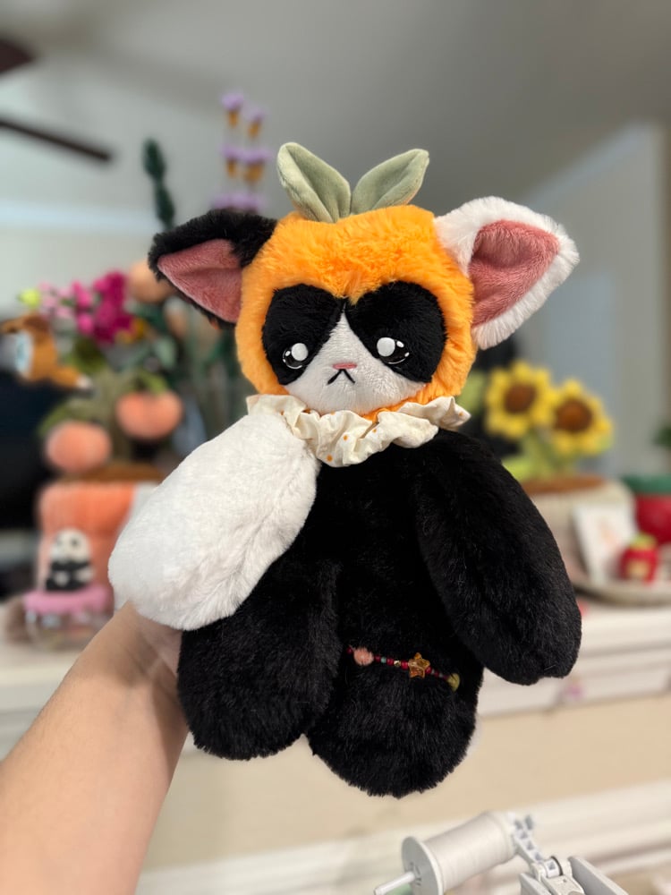 Image of tangerine 🍊🐈⬛
