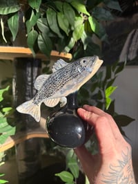 Image 5 of Striped Bass Vase