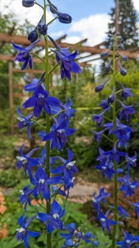 Image 1 of Nuttall's Larkspur : Delphinium nuttallii