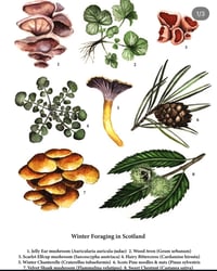 Winter Foraging A4 print