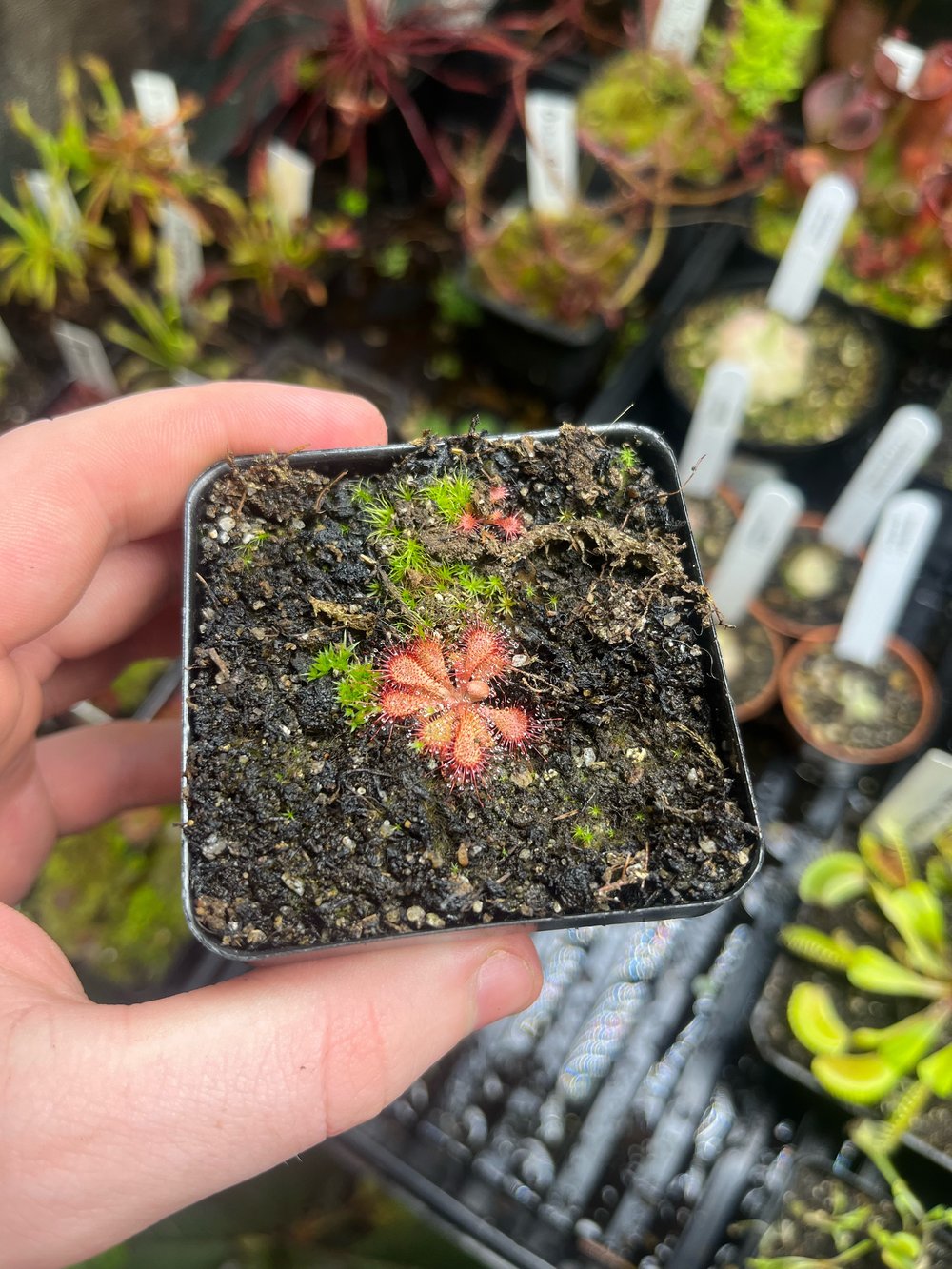 Drosera venusta