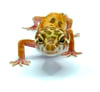 Tangerine Tremper (H- 09)