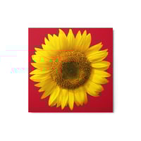 Image 3 of Sunflower Red BG Metal prints