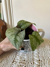 Image 2 of Silver Satin Pothos in Emoji Mug