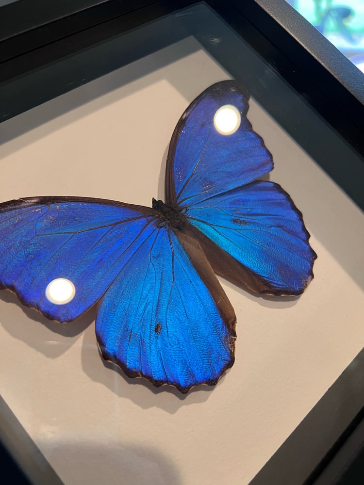 Image of Morpho Butterfly