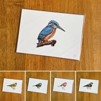 A5 Bird Print - Various illustrations 