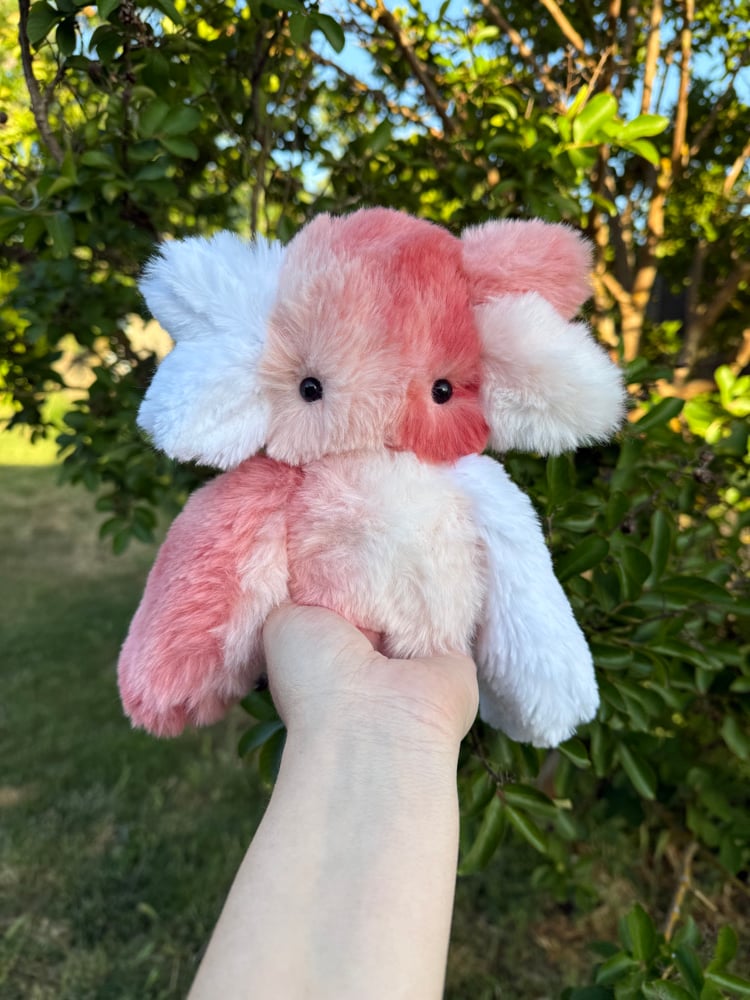 Image of peachy dweller