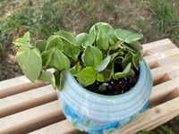 Image 2 of Vining Peperomia in PLANT LADY Pot