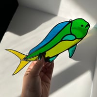 Image 4 of Mahi Mahi Translucent