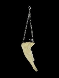 Image 1 of goat jaw hang chain