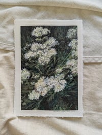 Queens Ann Lace 