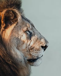 Image 1 of King