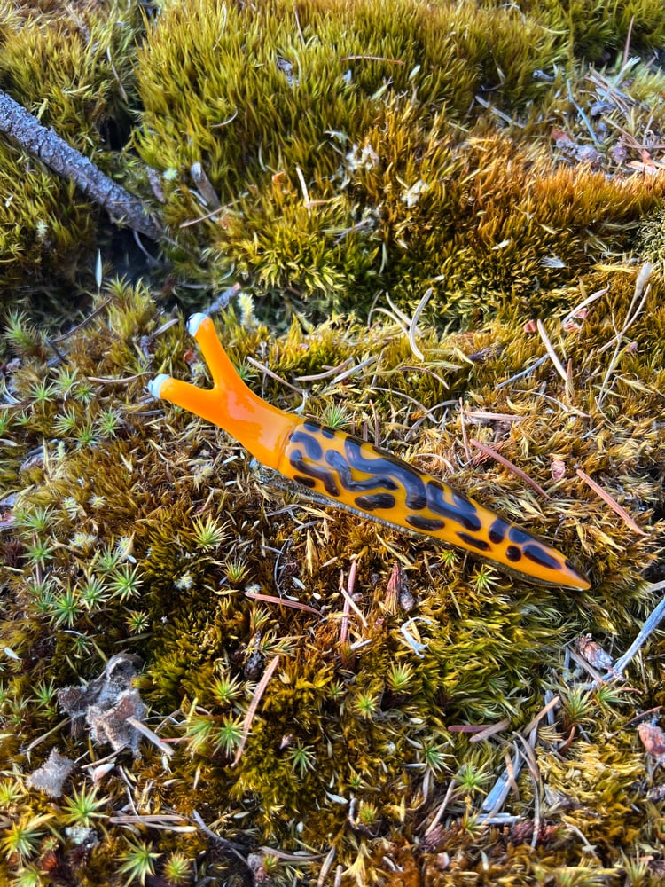 Image of Orange and Brown Boro Slug