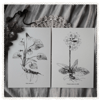 Image 1 of botanical illustration bundle ⚘ - archival prints