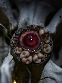 Image 5 of Old BoneTeratoma Swappable Phone Grip/Socket for smartphones