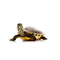 Yellowbelly Slider