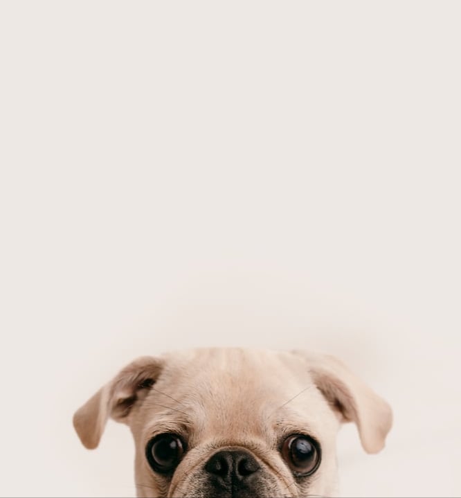 Image of  Back Friday Sale ! Simply Kiddos Simply Pets / Headshots 